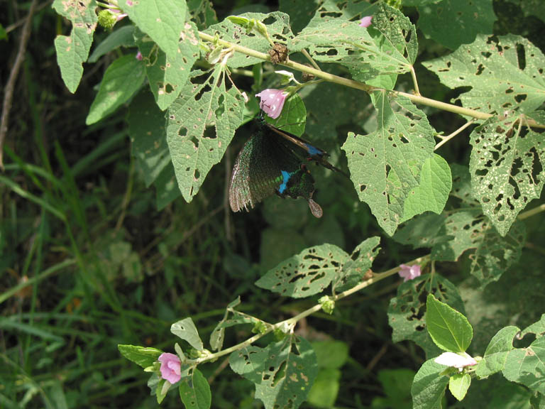 121-2110_IMG